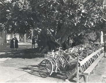 Photograph, Bikes Under Fig Tree (1951)