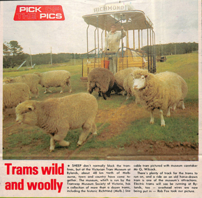 “Trams wild and woolly”