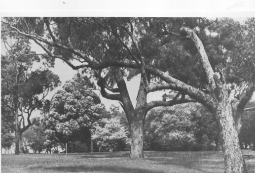 General view with mature trees.