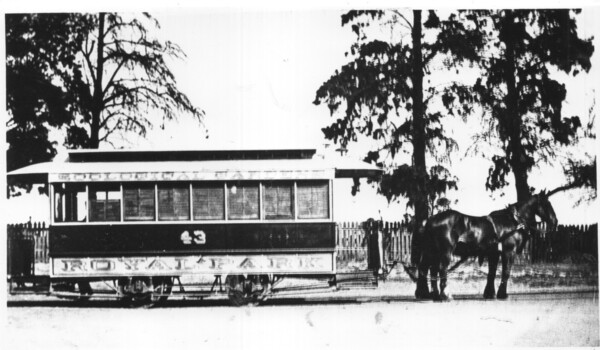 Zoo horse tram No. 43