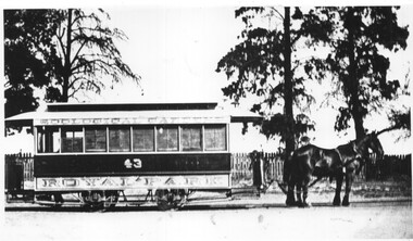 Zoo horse tram No. 43