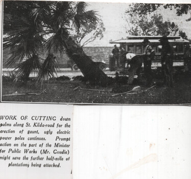 "Work on cutting down palms along St Kilda Road"