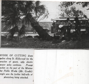 "Work on cutting down palms along St Kilda Road"