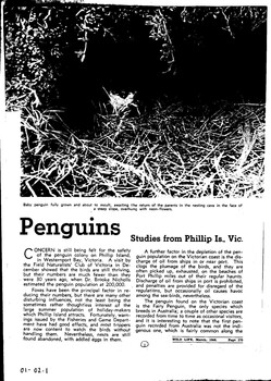 Photocopy of 3 page article. 8 photos in total and double column text on each page. Photos photocopied dark on pages 1 and 3. Photos clear on page 2. All text clear. 