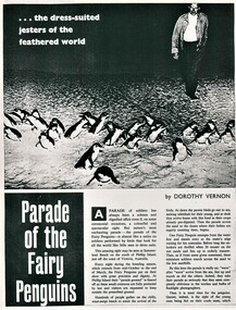 "Parade of Fairy Penguins" 2 page article photocopy of original. Text readable, images photcopied poorly. 1 main photo first page, 3 photos 2nd page.