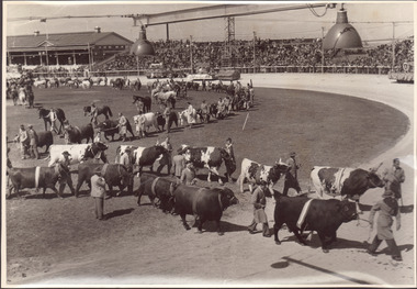 Black and white photograph of cattle and horses in grand parade 1954 on the Showgrounds main arena