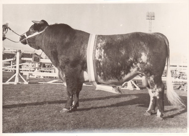 Black and white photograph of a Champion dairy shorthorn bull