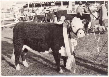 Black and white photograph of a Champion poll hereford cow