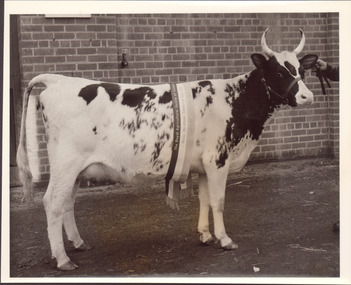 Black and white photograph of a black and white cow with horns. Champion sash from 1953