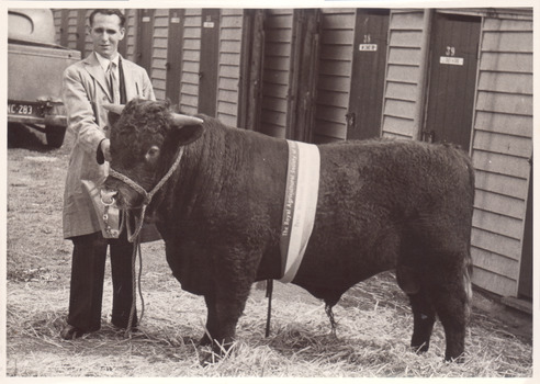 Black and white photograph of a Champion Devon Bull