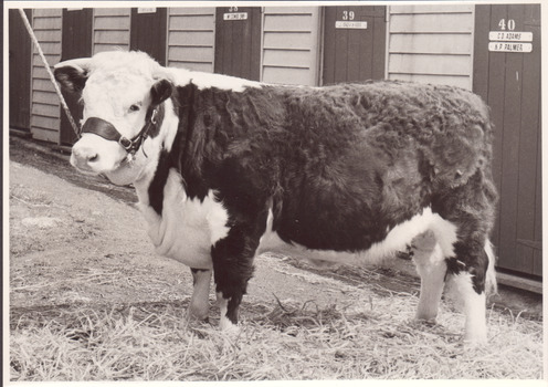 Black and white photograph of a Champion Hereford cow