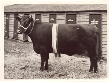 Black and white photograph of a Champion shorthorn cow 1953