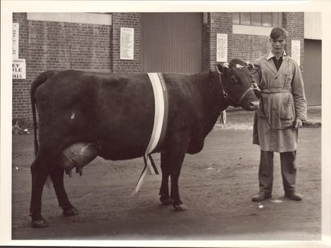 Black and white photograph of a Champion (shorthorn?) cow 1953