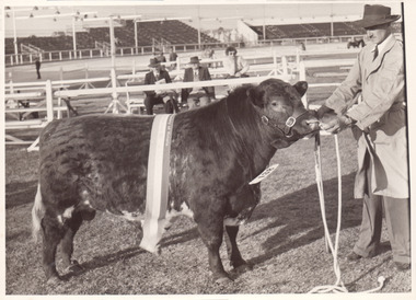 Black and white photograph of a Champion bull with a sash on the arena of the Showgrounds.