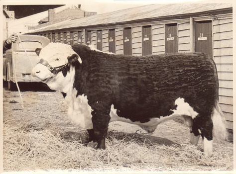 Black and white photograph of a hereford bull