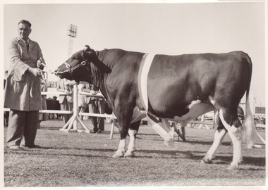 Black and white photograph of a Champion Friesian Bull