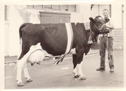 Black and white photograph of a champion Friesian cow