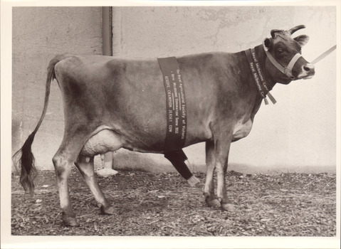 Black and white photograph of a Reserve Champion Jersey cow 1953