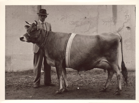 Black and white photograph of a Champion Jersey cow 1953