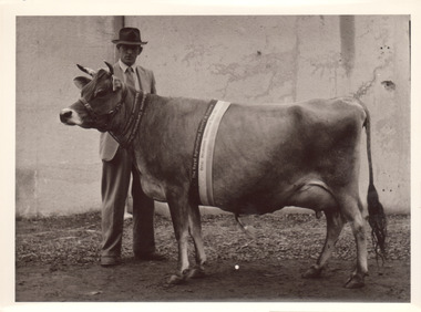 Black and white photograph of a Champion Jersey cow 1953