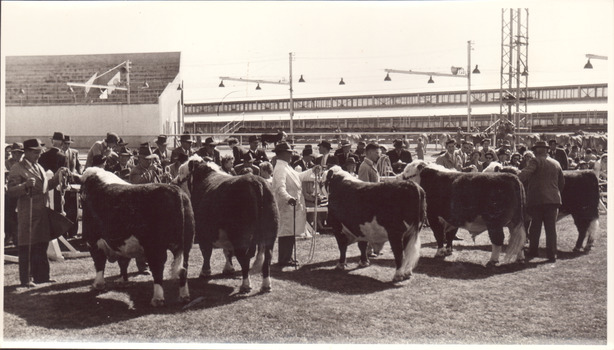 Black and white photograph of a poll Hereford bulls lined up for judging