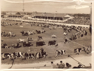 A sepia photograph of a grand parade of cattle and horses being led around the Main Arena.