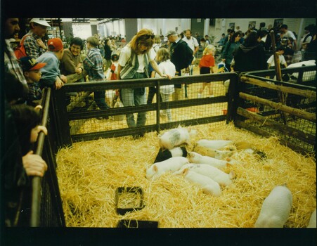 A group of piglets asleep in a straw filled enclosure in the animal nursery, with people watching on.