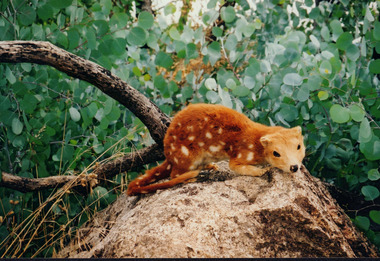 A photograph of a taxidermy of Quoll on a rock with greeneries on the background