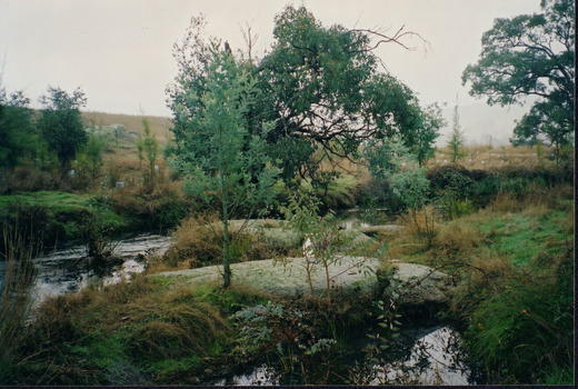 Colour photograph showing stream and trees in foreground with tree replanting on the far bank, background of the photograph.