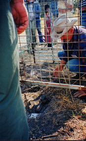A colour photograph of Camille Velsesky, demonstrating how to set a trap inside a portable yard or fence.