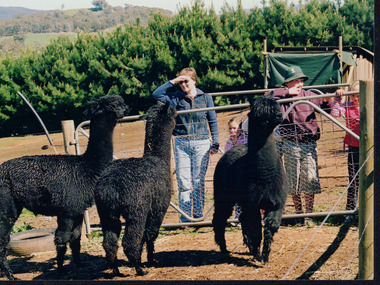 Three black alpacas are facing the back of the photograph, where people including children are watching them. The alpacas are separated from the people by a fence gate. There are a row of green trees and some hills in the background. 