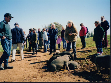Groups of people: some looking at a group of pigs on the ground, one taking a photograph of the pigs and others looking elsewhere