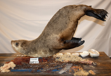 Animal specimen - Fur Seal Pup