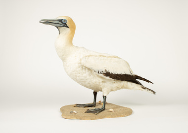 Animal specimen - Gannet