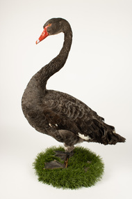 Animal specimen - Black Swan