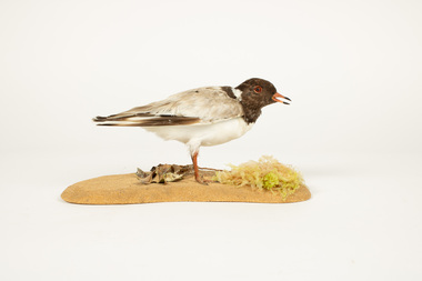 Animal specimen - Hooded Plover