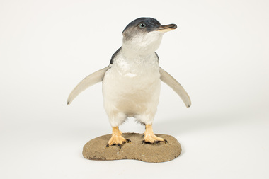 Animal specimen - Little Penguin