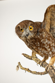 Animal specimen - Southern Boobook Owl, Southern Boobook Owl on Branch