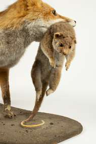 Animal specimen - Fox with Ringtail Possum