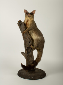 Animal specimen - Brushtail Possum