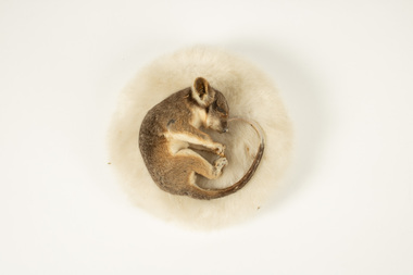 Animal specimen - Juvenile Ringtail Possum