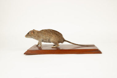 Animal specimen - Brown Rat