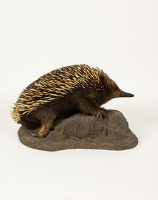 Animal specimen - Echidna on Rock