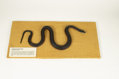 Animal specimen - Copperhead snake
