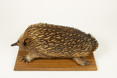Animal specimen - Echidna on Board