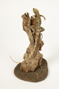 Animal specimen - Jacky Lizard