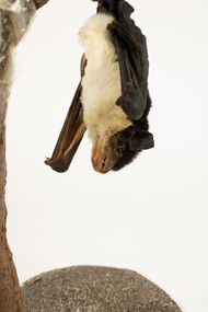 Animal specimen - Yellow bellied sheath tailed Bat