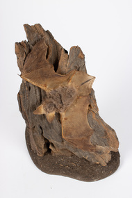 Animal specimen - Little Forest Bat