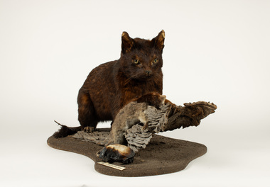 Animal specimen - Feral cat with Ringtail Possum