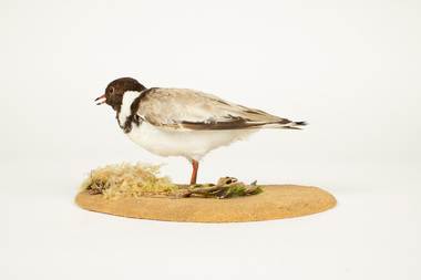 Animal specimen - Hooded Plover
